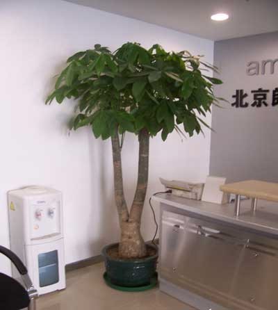 辦公室裝修--前廳區綠植擺放方案 
