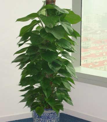 辦公室裝修--經理辦公室綠植擺放方案 
