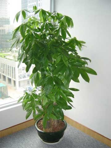 辦公室裝修--總經理辦公室綠植擺放方案 