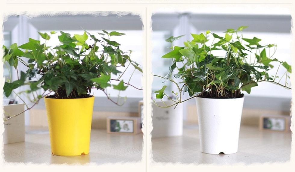 注意：辦公室植物擺放風水禁忌以下幾點
