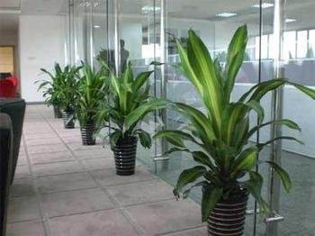 北京總經理辦公室綠植該怎樣擺放設計？