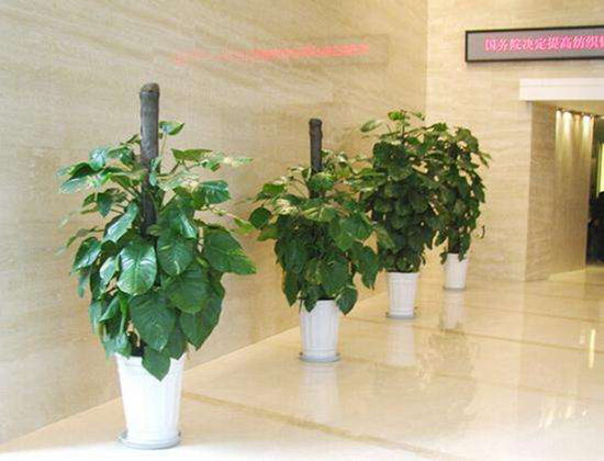 辦公室里的植物應(yīng)該這樣養(yǎng)，你們都養(yǎng)對(duì)了嗎？